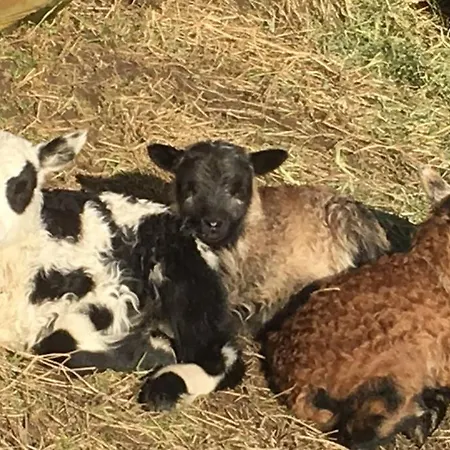 Skjerping Gardshus, בית חווה