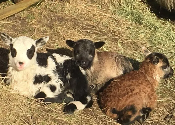 Skjerping Gardshus, Bauernhof