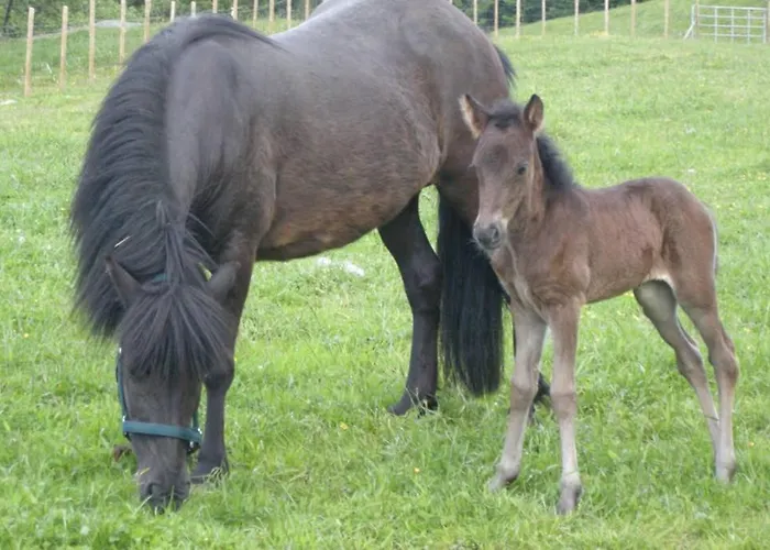 Skjerping Gardshus, * Lonevåg