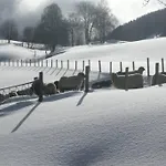 Skjerping Gardshus, * Lonevag